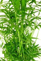 Chamaedorea--Elegans-Bergpalme-22.jpg Chamaedorea--Elegans-Bergpalme-22.jpg