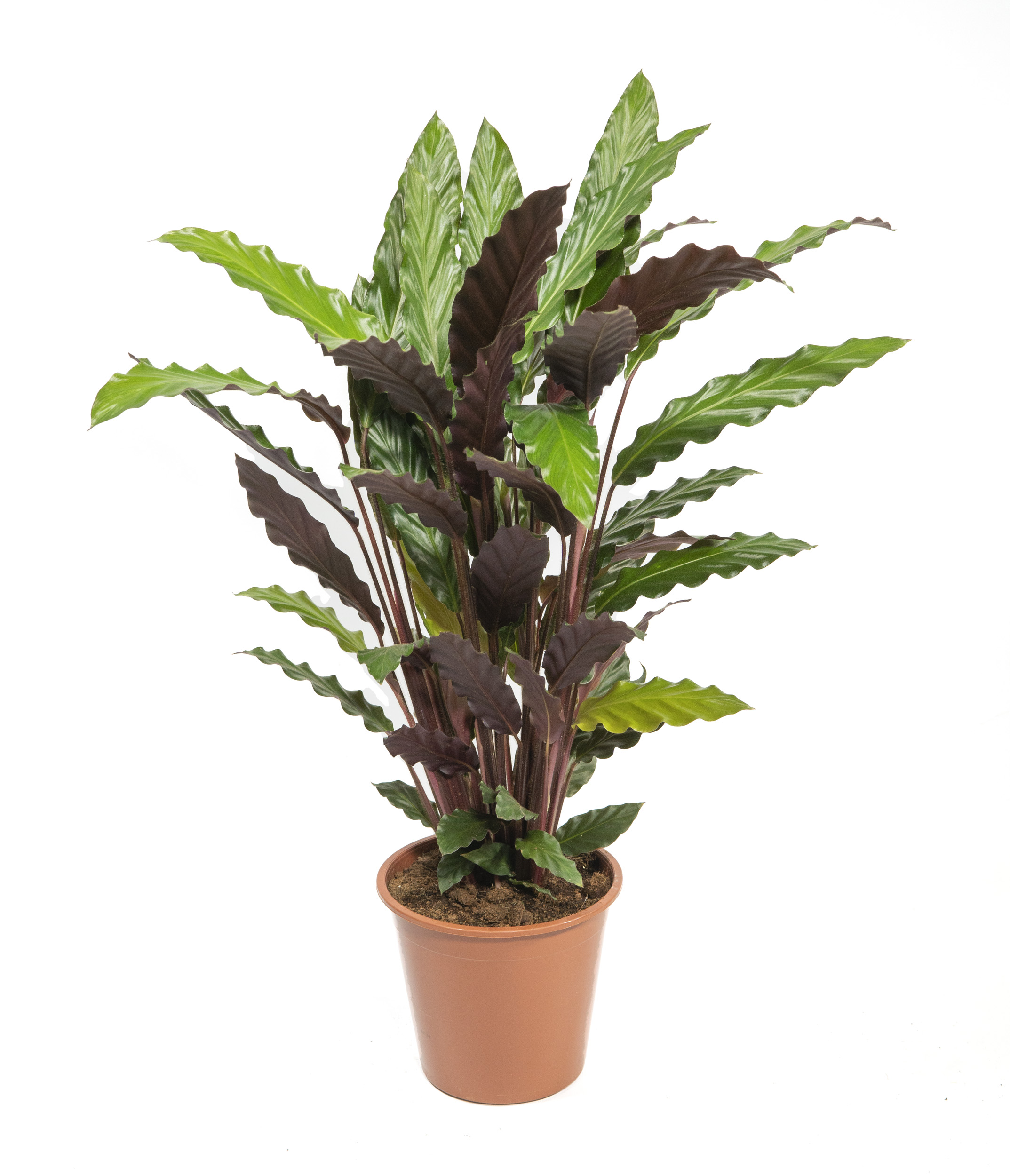 Calathea rufibarba Wavestar, im 19cm Topf, Korbmarante, Hhe ca. 60cm |  meingartencenter24.de - Garten Online Shop & Weber Grill Store