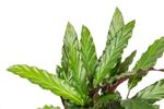 -DSC6756-Calathea-rufibarba--Wavestar---im-19cm-Topf--Korbmarante--Hoehe-ca--60cm.jpg