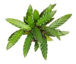 -DSC6757-Calathea-rufibarba--Wavestar---im-19cm-Topf--Korbmarante--Hoehe-ca--60cm.jpg