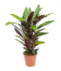 -DSC6755-Calathea-rufibarba--Wavestar---im-19cm-Topf--Korbmarante--Hoehe-ca--60cm.jpg -DSC6755-Calathea-rufibarba--Wavestar---im-19cm-Topf--Korbmarante--Hoehe-ca--60cm.jpg