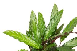 -DSC6756-Calathea-rufibarba--Wavestar---im-19cm-Topf--Korbmarante--Hoehe-ca--60cm.jpg -DSC6756-Calathea-rufibarba--Wavestar---im-19cm-Topf--Korbmarante--Hoehe-ca--60cm.jpg