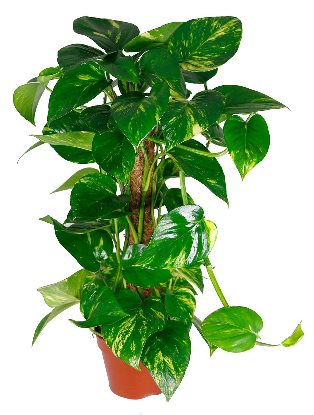 wie viel wasser braucht ein drachenbaum Dracaena lemon lime (Drachenbaum) kaufen