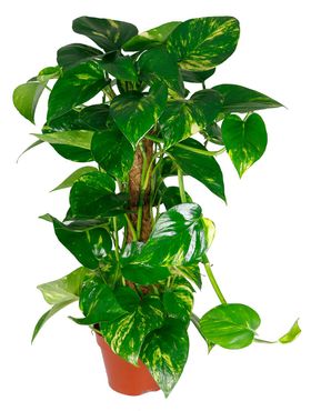 Scindapsus aureum am Moosstab, im 15cm Topf, Efeutute, Höhe ca. 50cm