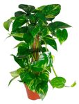 Scindapsus-pictus-1.jpg