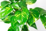 Scindapsus-pictus-22-.jpg