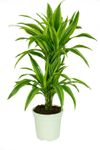Dracaena--Lemon-Lime-11.jpg