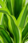 Dracaena--Lemon-Lime-2.jpg