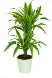 Dracaena--Lemon-Lime-11.jpg Dracaena--Lemon-Lime-11.jpg