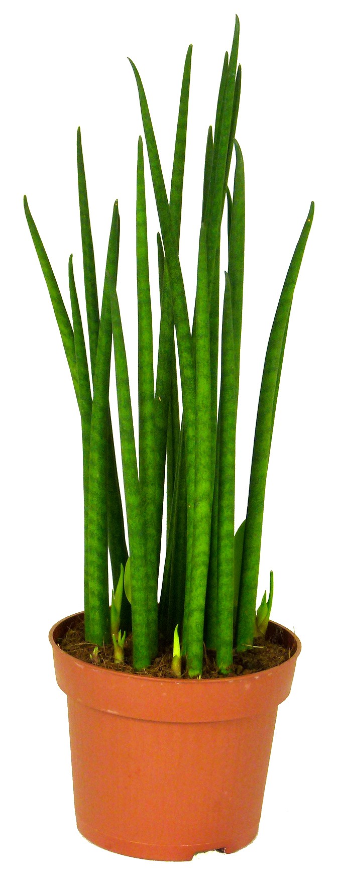 Sansevieria bacularis Mikado, im 12cm Topf, Bogenhanf, Hhe ca. 25cm |  meingartencenter24.de - Garten Online Shop & Weber Grill Store