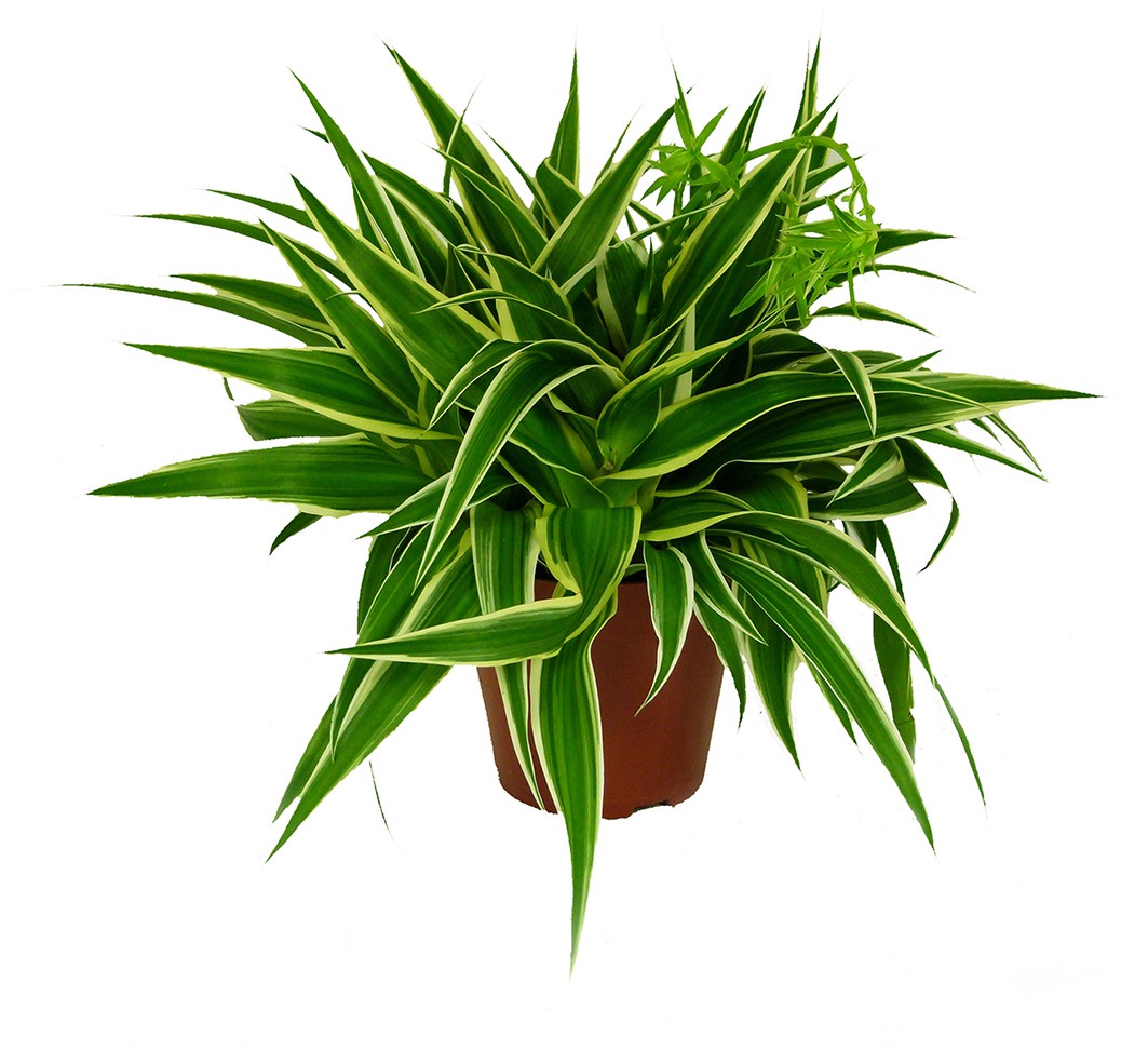 Chlorophytum comosum, Ocean, im 12cm Topf, Grnlilie, Hhe ca. 20cm |  meingartencenter24.de - Garten Online Shop & Weber Grill Store