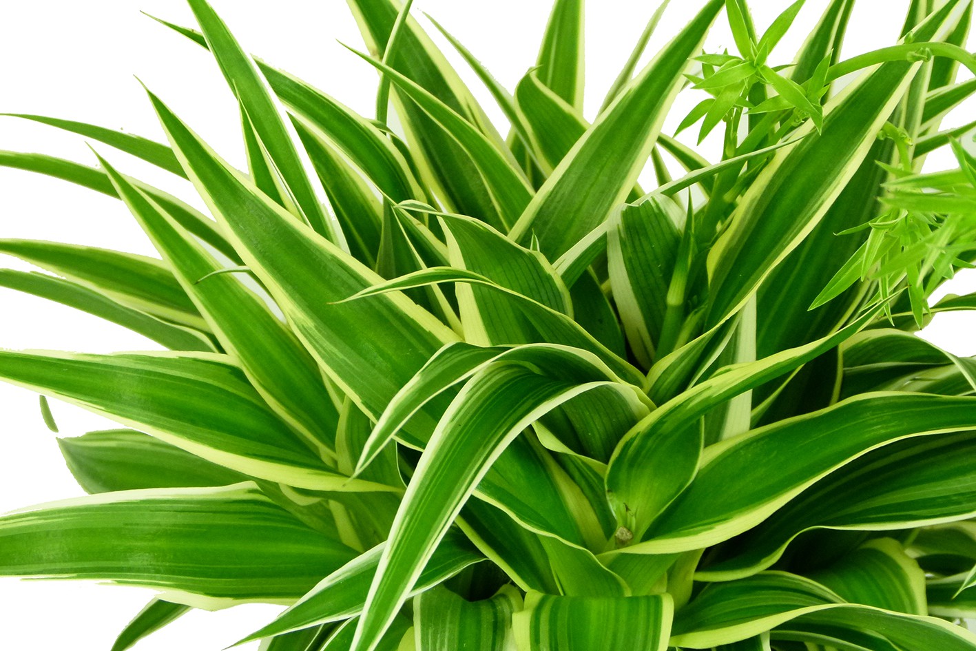Chlorophytum comosum, Ocean, im 12cm Topf, Grnlilie, Hhe ca. 20cm |  meingartencenter24.de - Garten Online Shop & Weber Grill Store