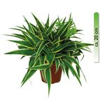 Chlorophytum--Ocean-Gruenlilie-verm.jpg