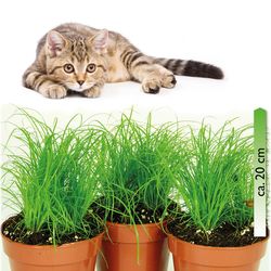 Katzengras-3er-verm.jpg Katzengras-3er-verm.jpg