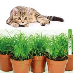 Katzengras-verm.jpg Katzengras-verm.jpg
