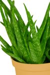 AloeVera-2-.jpg
