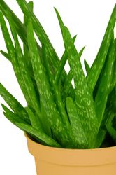 AloeVera-2-.jpg AloeVera-2-.jpg