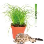 Katzengras-.jpg