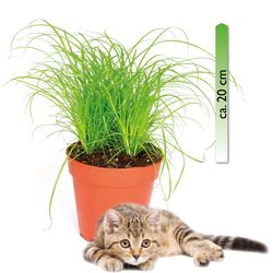 Katzengras-.jpg Katzengras-.jpg