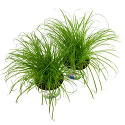 Katzengras-doppel-2-Kopie.jpg Katzengras-doppel-2-Kopie.jpg