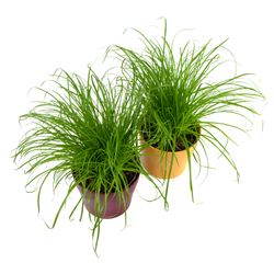 Katzengras-doppel-4-Kopie.jpg Katzengras-doppel-4-Kopie.jpg