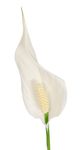 Chlorophytum-Comosum-100--2-.jpg