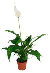 Chlorophytum-Comosum-100.jpg Chlorophytum-Comosum-100.jpg