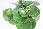 Peperomia-obtusfolia-MG-8801.jpg