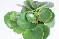 Peperomia-obtusfolia-MG-8801.jpg Peperomia-obtusfolia-MG-8801.jpg