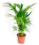 Areca-Palme-1.jpg