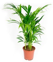 Areca-Palme-1.jpg Areca-Palme-1.jpg