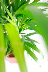 Areca-Palme-2.jpg Areca-Palme-2.jpg