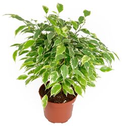 Ficus-Kinky-1.jpg Ficus-Kinky-1.jpg