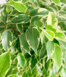 Ficus-Kinky-2.jpg Ficus-Kinky-2.jpg