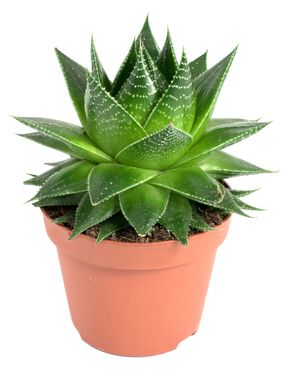 Aloe aristata Cosmo, im 13cm Topf, Höhe ca. 15cm