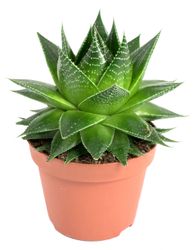 Aloe-cosmo-1.jpg Aloe-cosmo-1.jpg