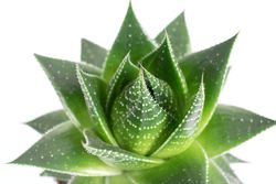 Aloe-cosmo-2.jpg Aloe-cosmo-2.jpg