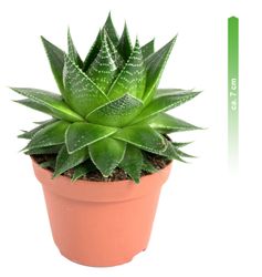 Aloe-cosmo-3.jpg Aloe-cosmo-3.jpg