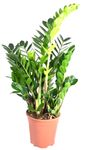 Zamioculcas-01.jpg