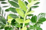 Zamioculcas-02.jpg