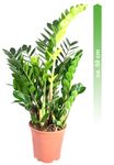 Zamioculcas-03.jpg