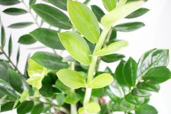 Zamioculcas-02.jpg Zamioculcas-02.jpg