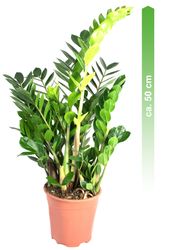 Zamioculcas-03.jpg Zamioculcas-03.jpg